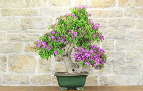 1 - Bonsai di Bougainvillea Spectabilis (126)