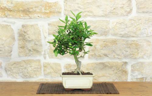 1 - Bonsai di Citrus Kinzu (17)