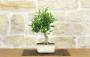 1 - Bonsai di Citrus Kinzu (17)