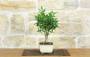 2 - Bonsai di Citrus Kinzu (17)