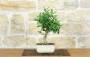 3 - Bonsai di Citrus Kinzu (17)