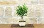 4 - Bonsai di Citrus Kinzu (17)