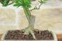 5 - Bonsai di Citrus Kinzu (17)