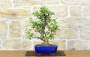 Bonsai di Melo selvatico (139)