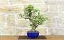 3 - Bonsai di Melo selvatico (139)