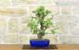 4 - Bonsai di Melo selvatico (139)