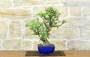 5 - Bonsai di Melo selvatico (139)