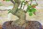 6 - Bonsai di Melo selvatico (139)