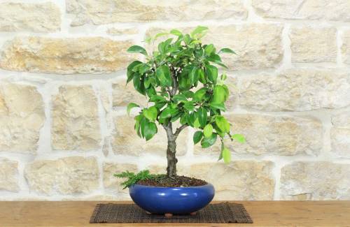 1 - Bonsai di Pero da fiore (167)