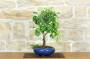 1 - Bonsai di Pero da fiore (167)