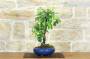 2 - Bonsai di Pero da fiore (167)