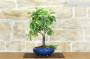 3 - Bonsai di Pero da fiore (167)