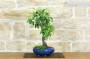 4 - Bonsai di Pero da fiore (167)