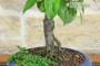 6 - Bonsai di Pero da fiore (167)