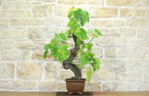 1 - Bonsai di Vite (111)