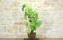 2 - Bonsai di Vite (111)