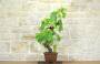 4 - Bonsai di Vite (111)