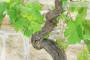 6 - Bonsai di Vite (111)