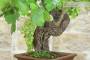 8 - Bonsai di Vite (111)