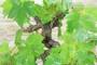 9 - Bonsai di Vite (111)
