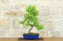 1 - Bonsai di Pepper (90)