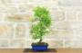 2 - Bonsai di Pepper (90)