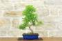 3 - Bonsai di Pepper (90)