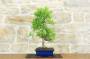 4 - Bonsai di Pepper (90)
