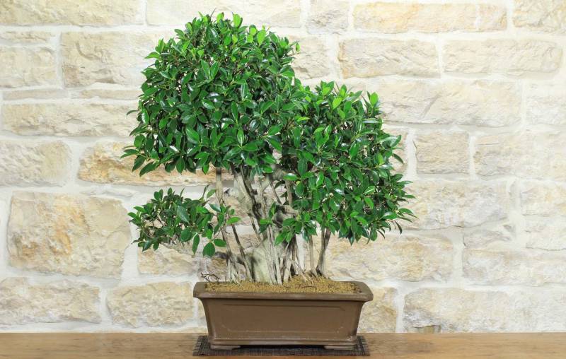 1 - Bonsai di Ficus Retusa (176)