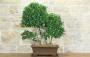 1 - Bonsai di Ficus Retusa (176)