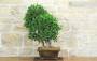 2 - Bonsai di Ficus Retusa (176)