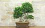 3 - Bonsai di Ficus Retusa (176)