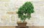 4 - Bonsai di Ficus Retusa (176)