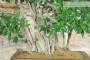 5 - Bonsai di Ficus Retusa (176)