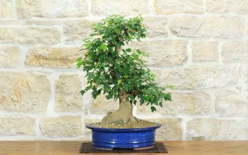 1 - Bonsai di Acero Tridente (29)