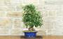 2 - Bonsai di Acero Tridente (29)