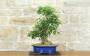 3 - Bonsai di Acero Tridente (29)