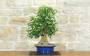 4 - Bonsai di Acero Tridente (29)