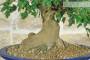 5 - Bonsai di Acero Tridente (29)