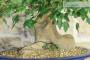 6 - Bonsai di Acero Tridente (29)