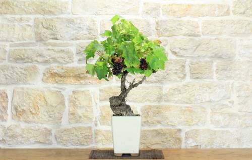 1 - Bonsai di Vite (112)