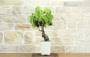 2 - Bonsai di Vite (112)