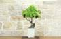 3 - Bonsai di Vite (112)