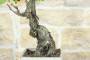 6 - Bonsai di Vite (112)