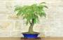 1 - Bonsai di Acacia di Costantinopoli (13)