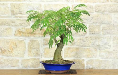 1 - Bonsai di Acacia di Costantinopoli (13)