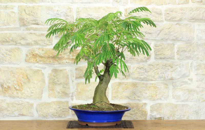 1 - Bonsai di Acacia di Costantinopoli (13)