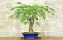 2 - Bonsai di Acacia di Costantinopoli (13)