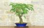 3 - Bonsai di Acacia di Costantinopoli (13)