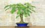 4 - Bonsai di Acacia di Costantinopoli (13)